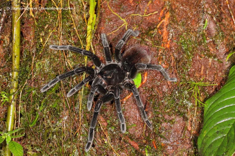 tarantula, Mashpi Lodge