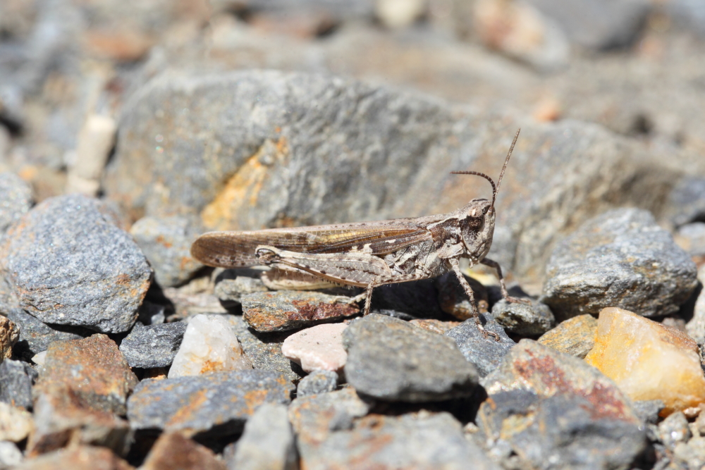 grasshopper sp