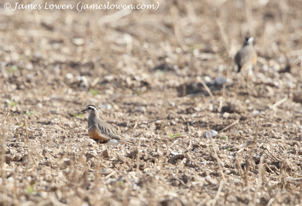 Dotterel 