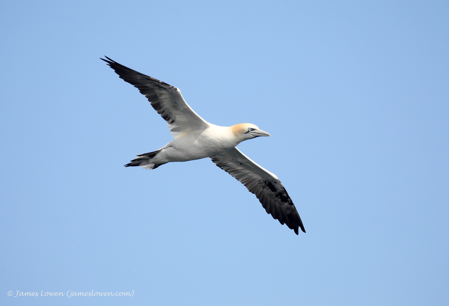 Gannet 