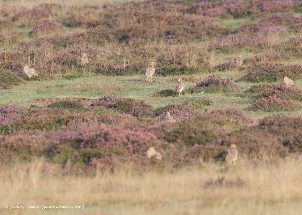 Stone-Curlews 