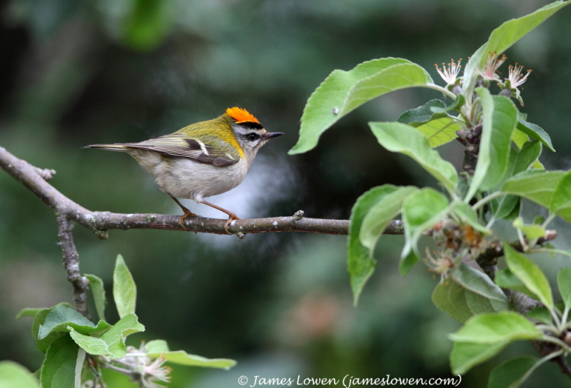 Firecrest 