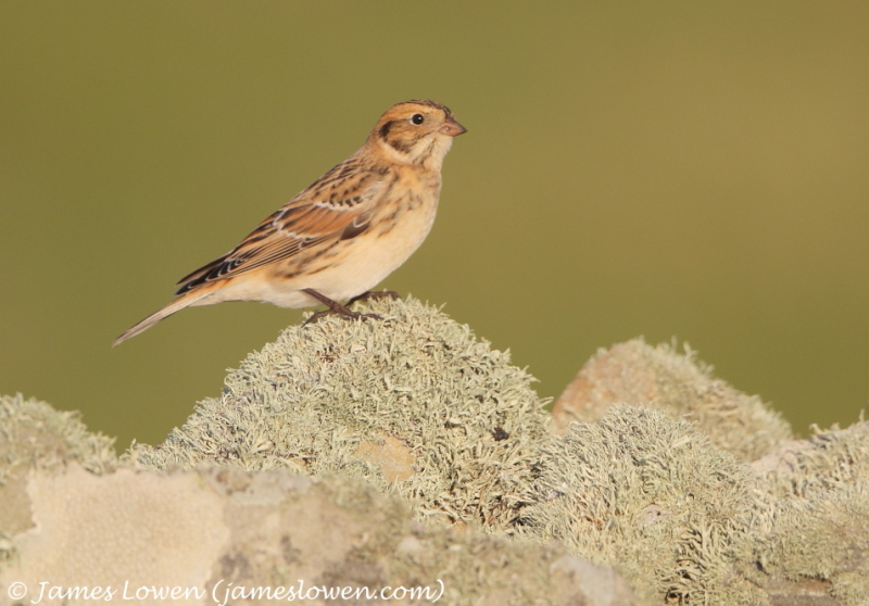 Lapland Bunting 