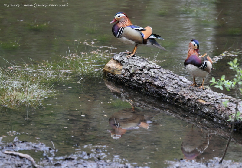 Ducks