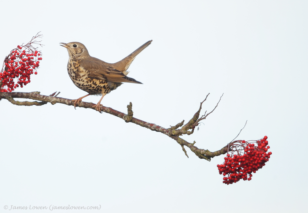 Mistle Thrush 
