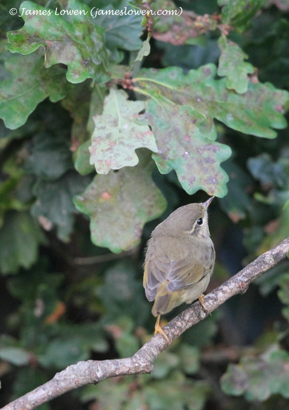 Raddes Warbler 