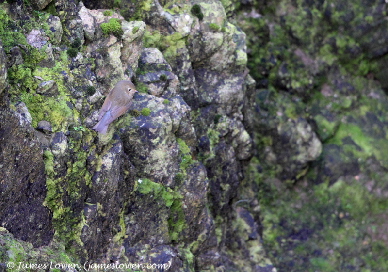 Red-flanked Bluetail 