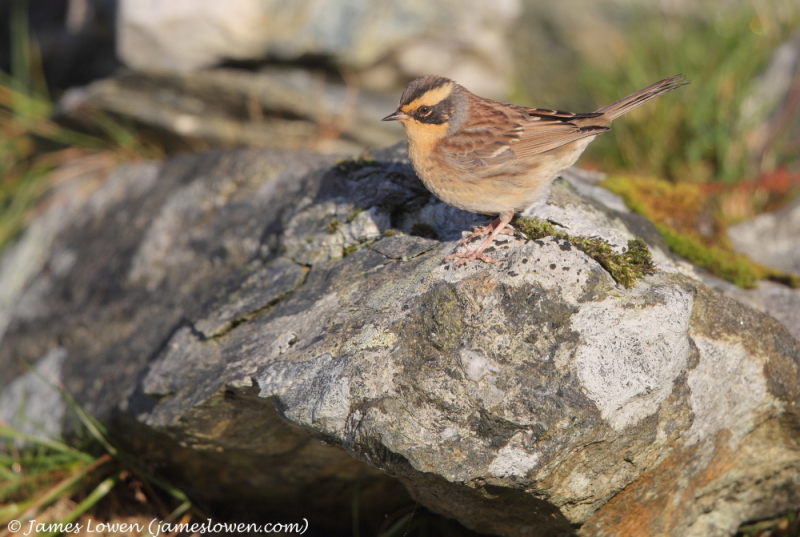 Siberian Accentor 
