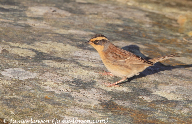 Siberian Accentor 