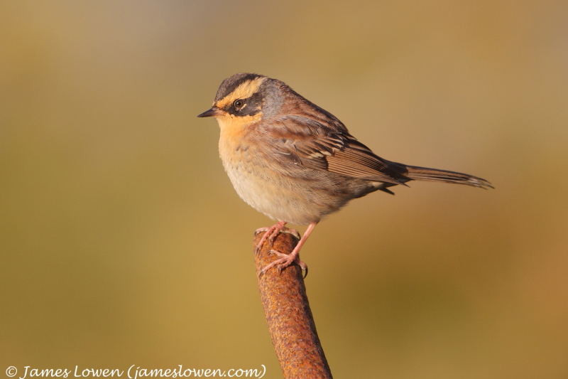 Accentors