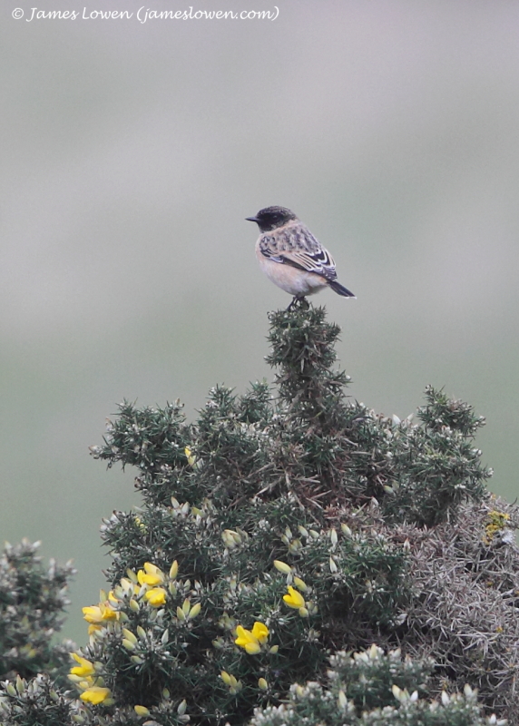 Siberian Stonechat 