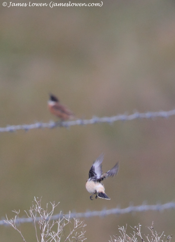 Siberian Stonechat 