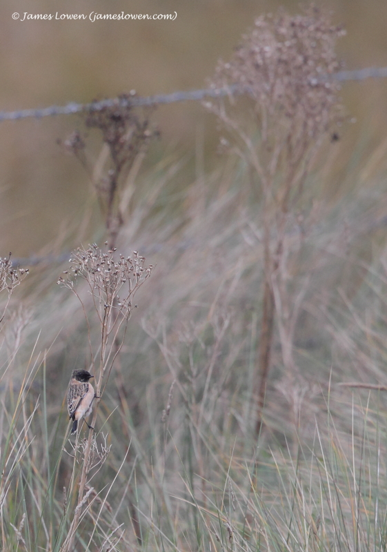 Siberian Stonechat 