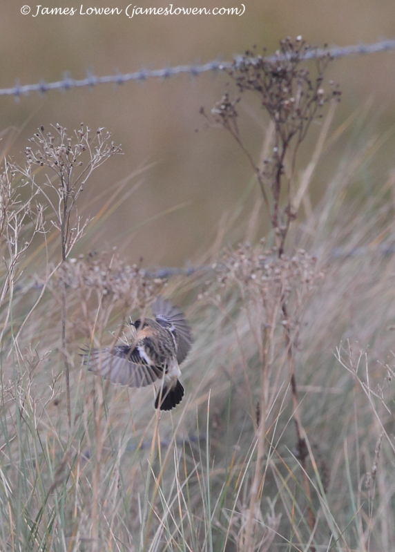 Siberian Stonechat 