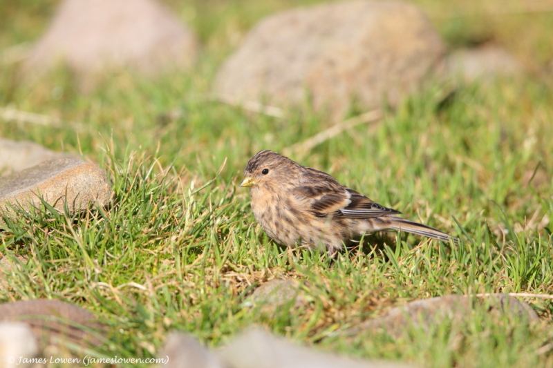 Finches & sparrows