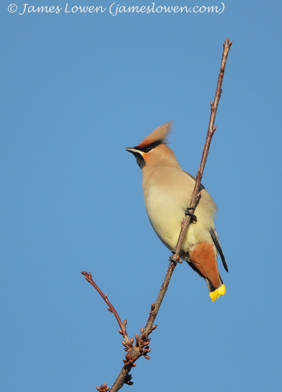Waxwing 