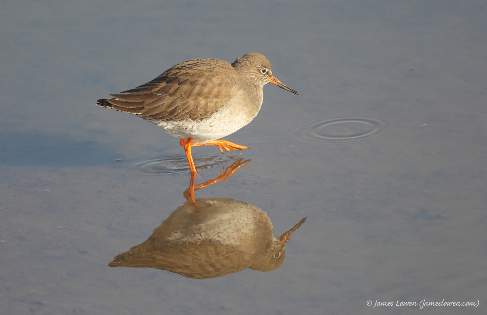 Common Redshank