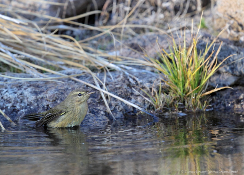 Canary Islands Chiffchaff