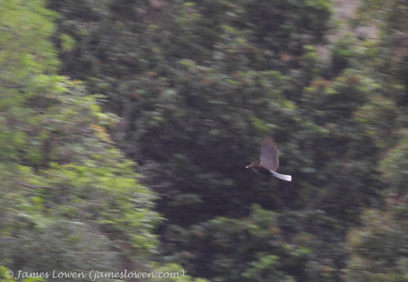 White-tailed Laurel Pigeon