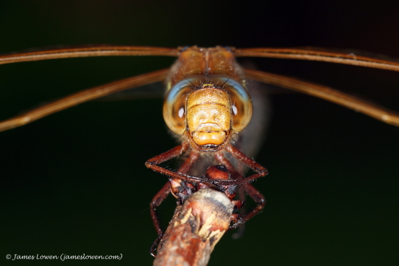 Brown Hawker 