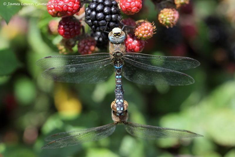 Migrant Hawker 