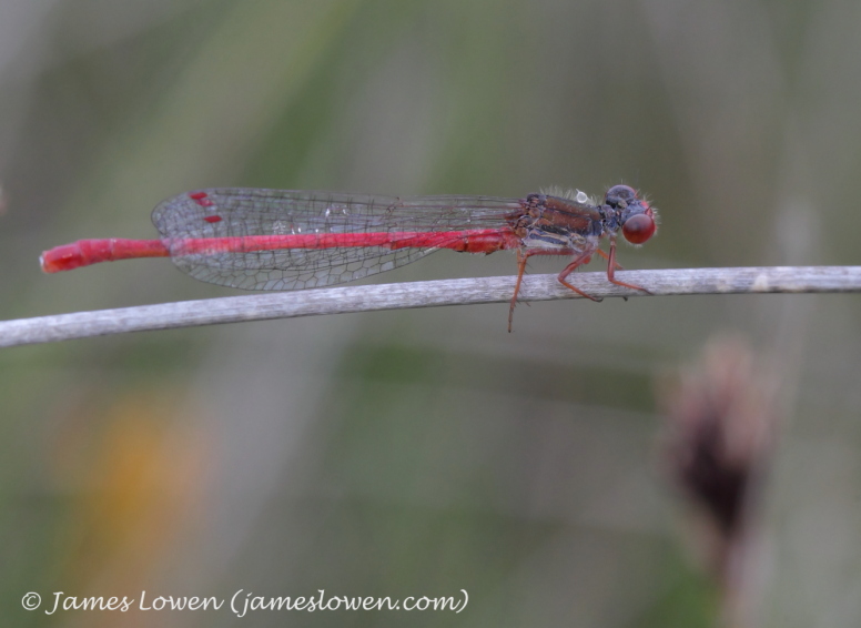 Damselflies