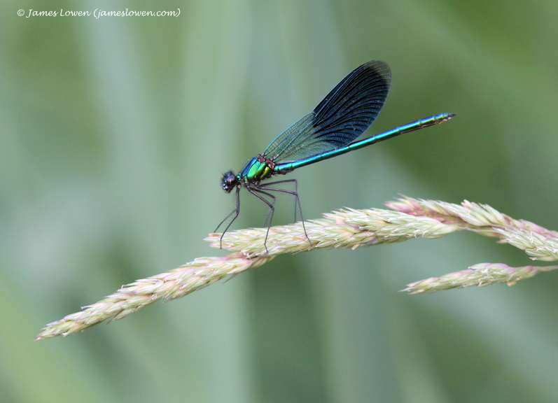 Banded Demoiselle 