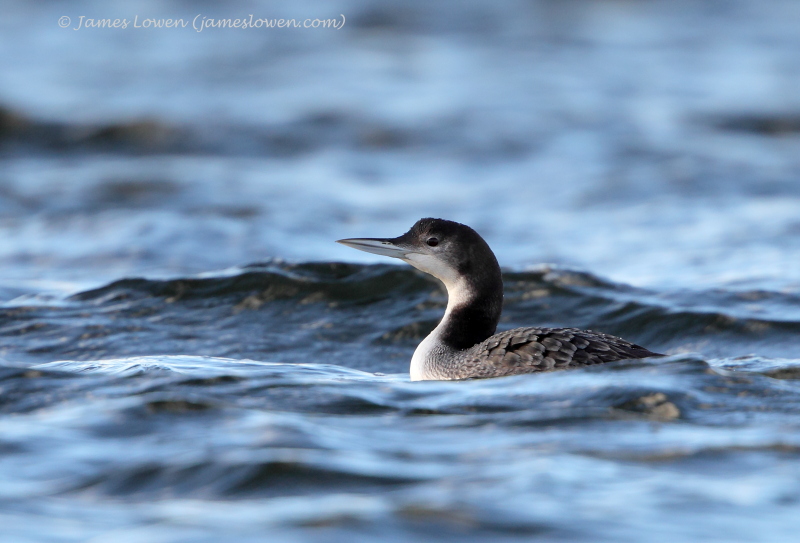 Divers & grebes