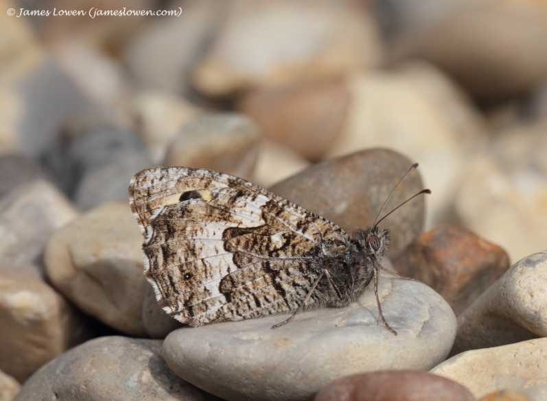 Grayling 