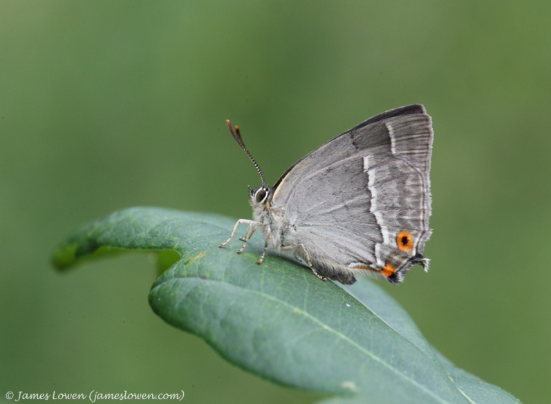 Hairstreaks