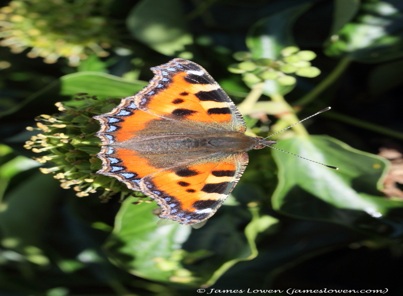Small Tortoiseshell 
