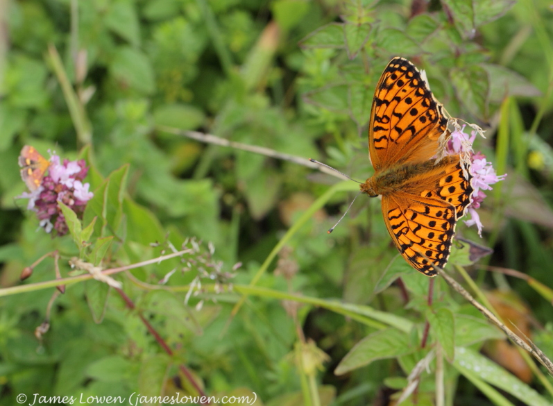 Fritillaries