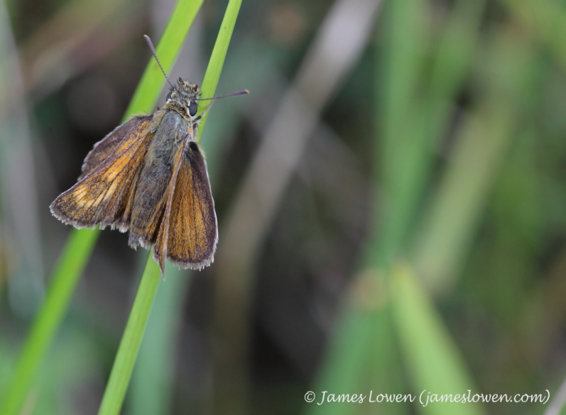 Skippers
