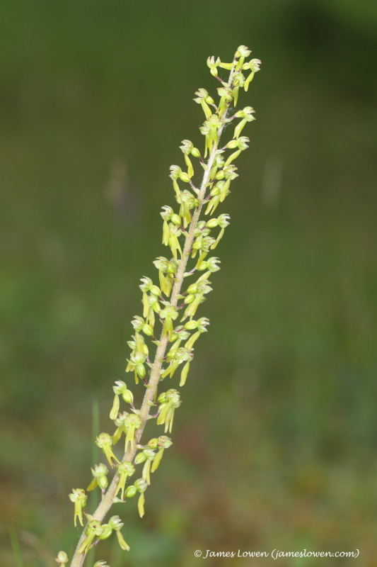 genus Neottia