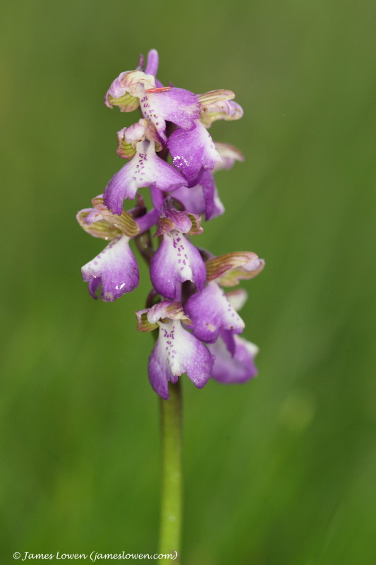 genus Anacamptis