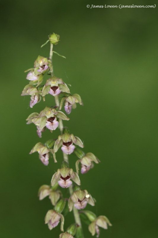 Helleborines