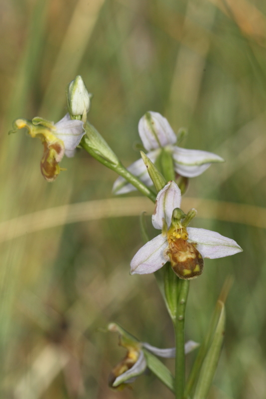 genus Ophrys
