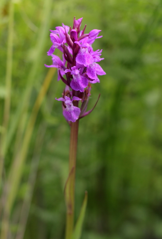 Marsh Orchids