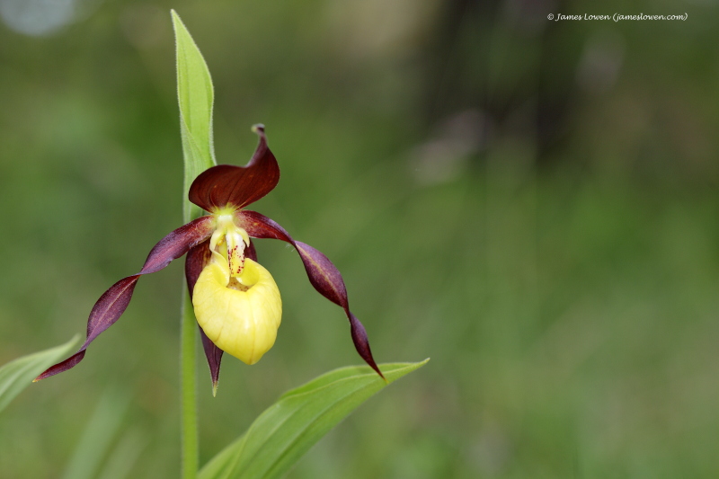 Other orchids