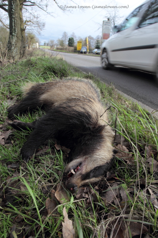 Mustelids