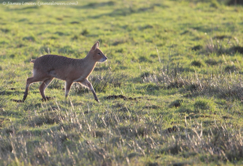 Deer