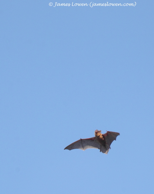 Noctule Bat 