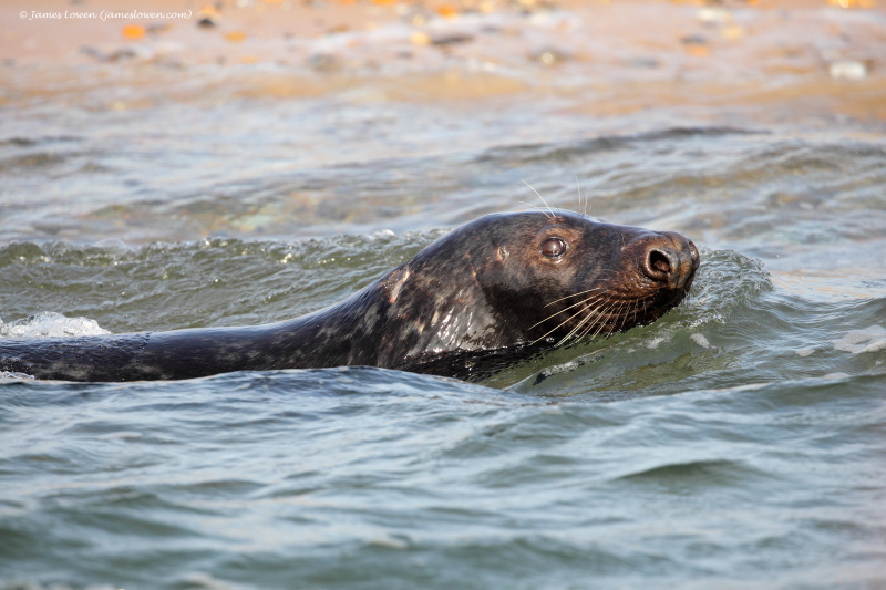 Seals