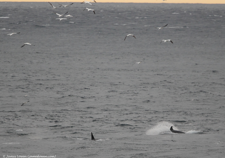 Marine mammals