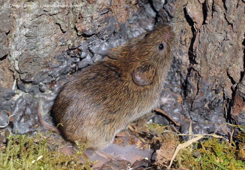 Rodents etc