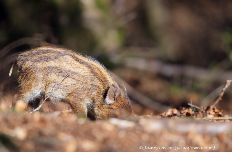Wild Boar