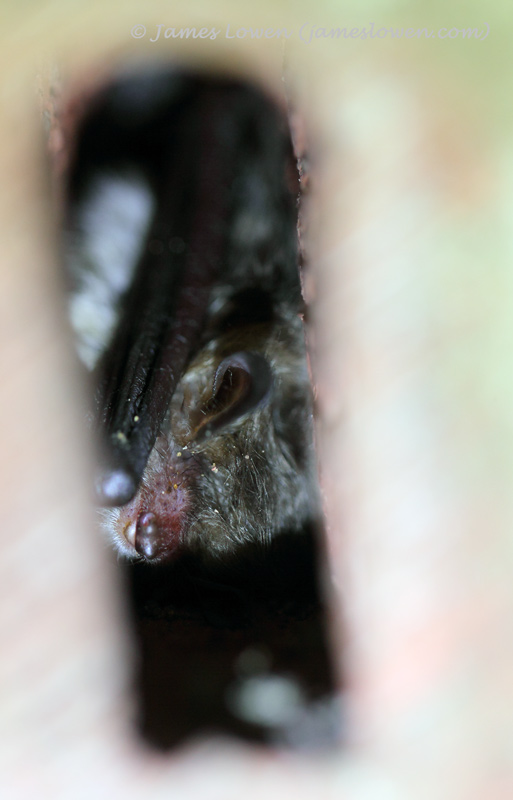 Bats