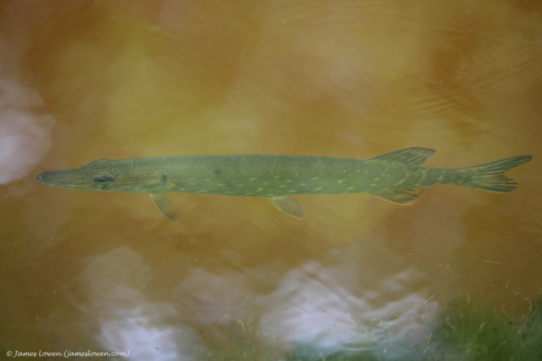 UK fish