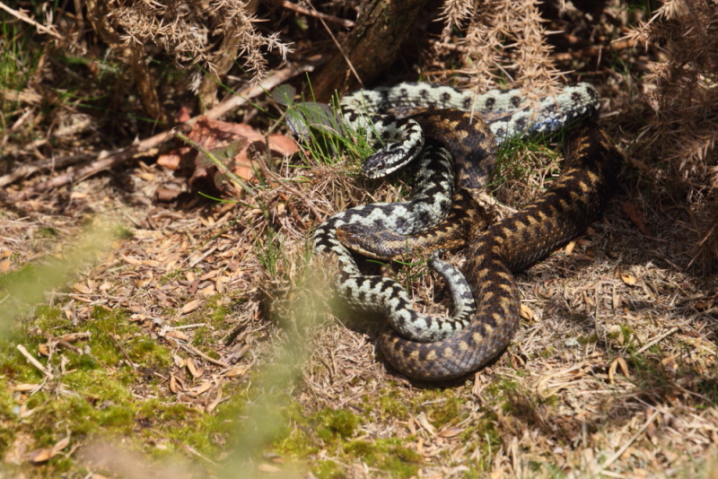 Multiple adders