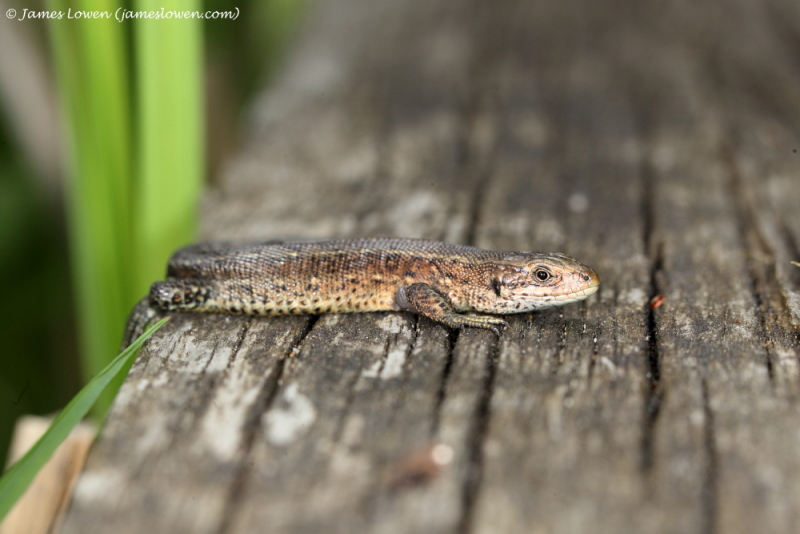 Common Lizard